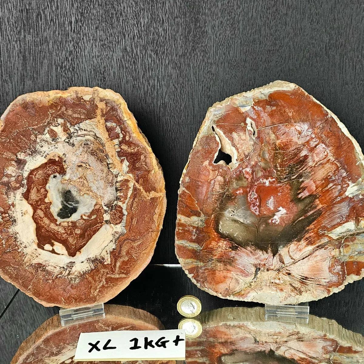 Fossil Wood Crystal Slices SML