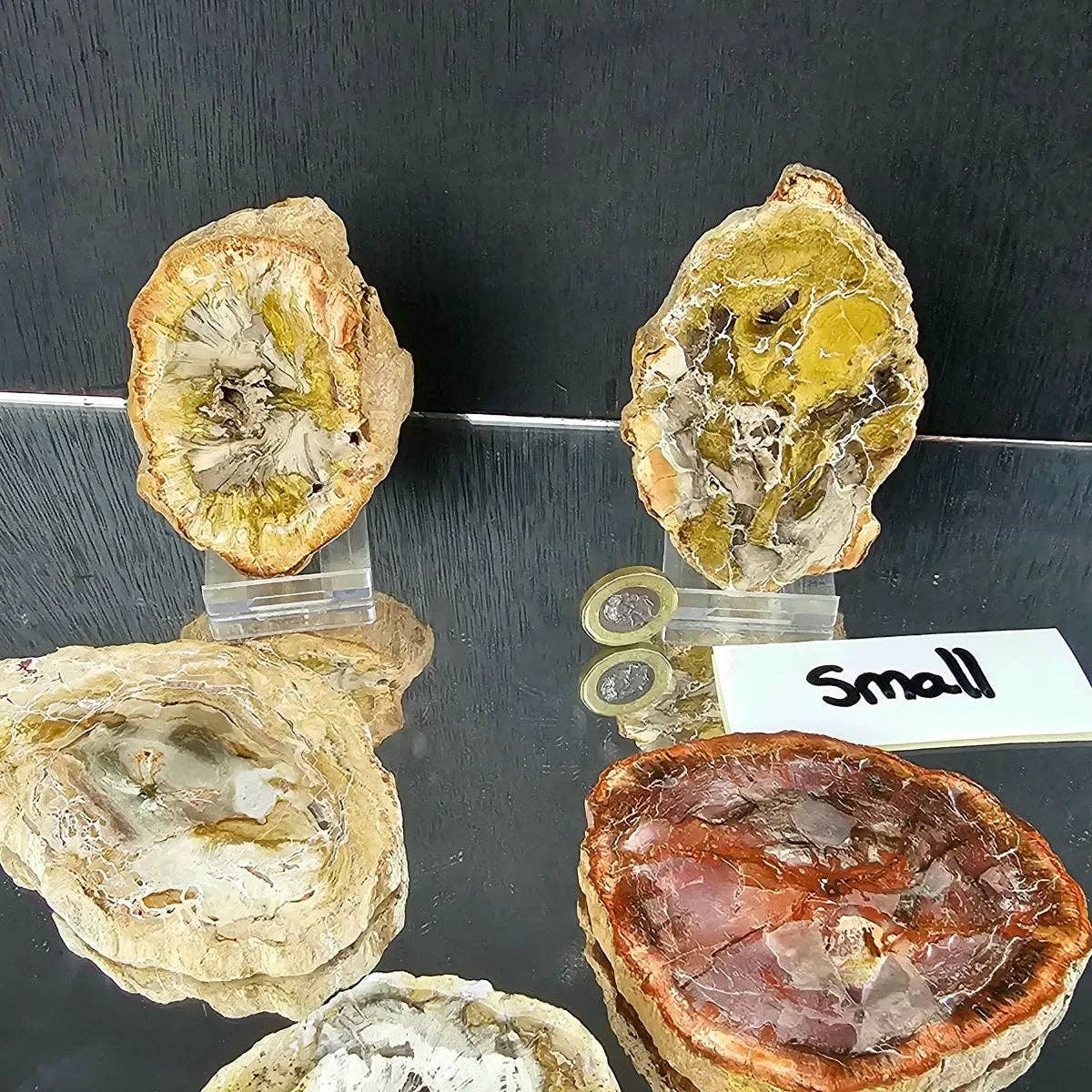 Fossil Wood Crystal Slices XL