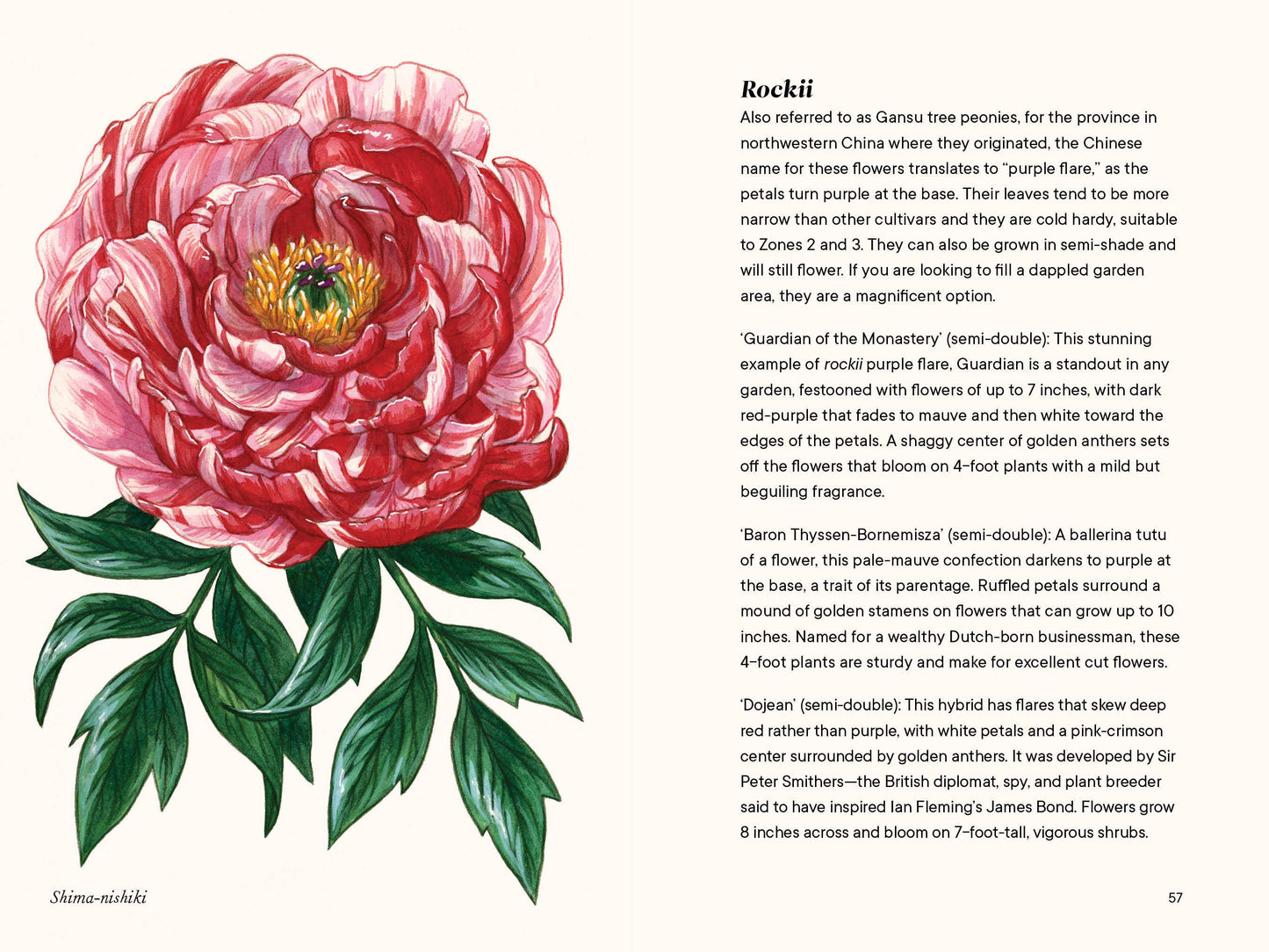 Peonies: A Little Book of Flowers (Valentines, Galentines)
