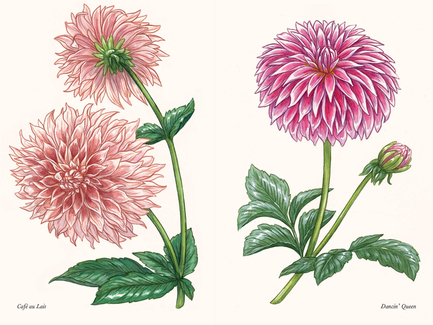 Dahlias: A Little Book of Flowers (Valentines, Galentines)