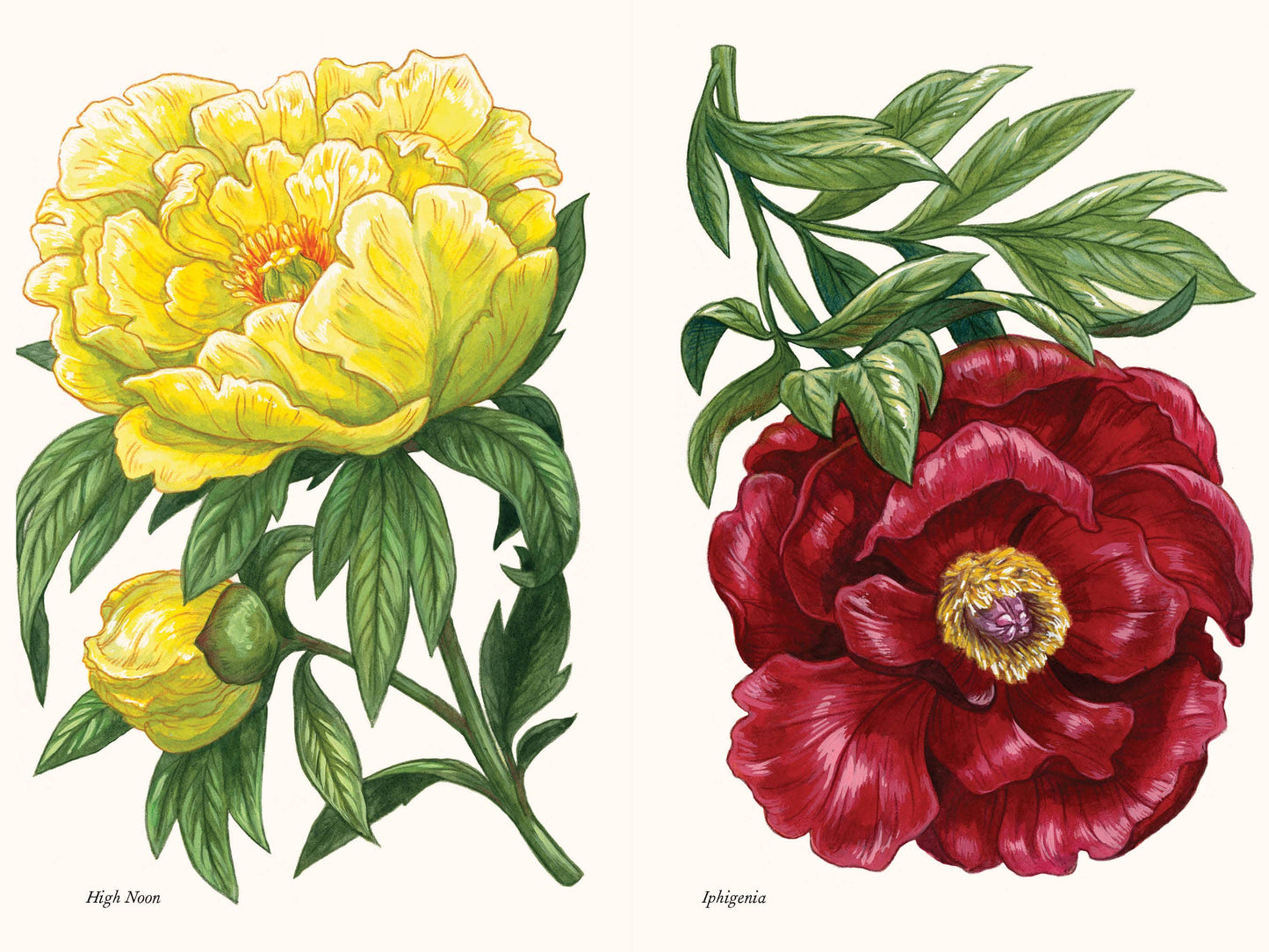 Peonies: A Little Book of Flowers (Valentines, Galentines)