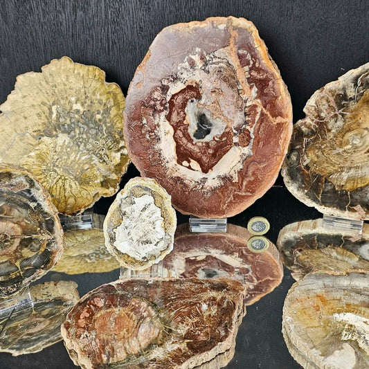 Fossil Wood Crystal Slices SML